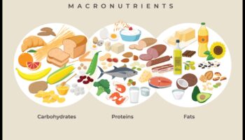 סימפוניה של פחמימות: תזמור בריאות באמצעות תזונה