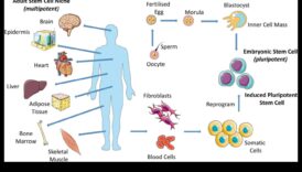 סימפוניה סלולרית: הרמוניה של בריאות עם ביוכימיה תזונתית