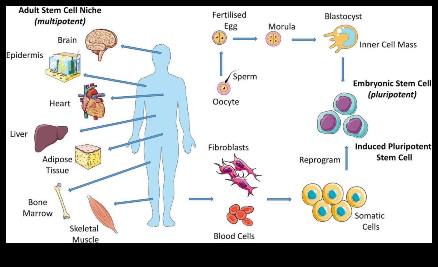 סימפוניה סלולרית סימפוניה של בריאות 1 סימפוניה סלולרית: הרמוניה של בריאות עם ביוכימיה תזונתית